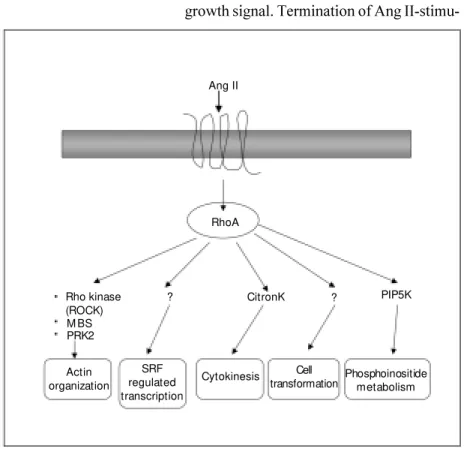Figure 4. Rho-regulated signaling pathw ays by angiotensin II (Ang II). Rho is activated through AT 1  receptors