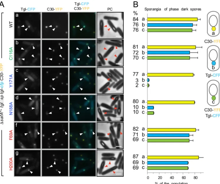 Fig 6. C30 retains Tgl WT -CFP but not front side mutants in the mother cell cytoplasm