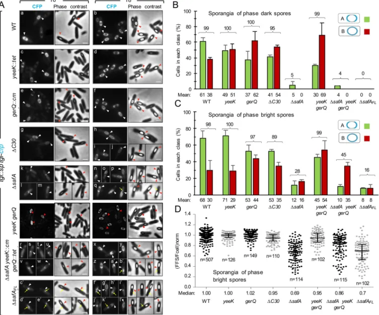 Fig 2. The localization of Tgl depends on its substrates. A: Samples of different strains expressing tgl-cfp were collected 6 and 8 hours after induction of sporulation by resuspension and processed for phase contrast (PC) and fluorescence microscopy
