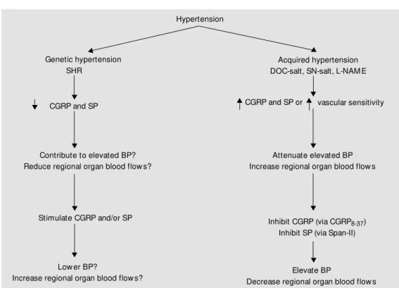 Figure 7. Proposed role(s) of calcitonin gene-related peptide (CGRP) and substance P (SP) in experimental hypertension