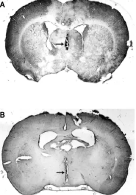 Figure 1. Photomicrographs of a hematoxylin-eosin-stained  trans-verse section of the rat brain show ing the sites (arrow s) of  in-jection into the medial septal area (A) and into the third  ven-tricle (B)