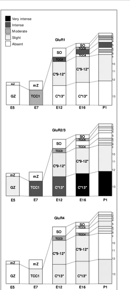 Figure 1. The temporal evolution of immunoreactivity for the glutamate receptor subunits GluR1, GluR2/3, and GluR4 during tectal development in the chick