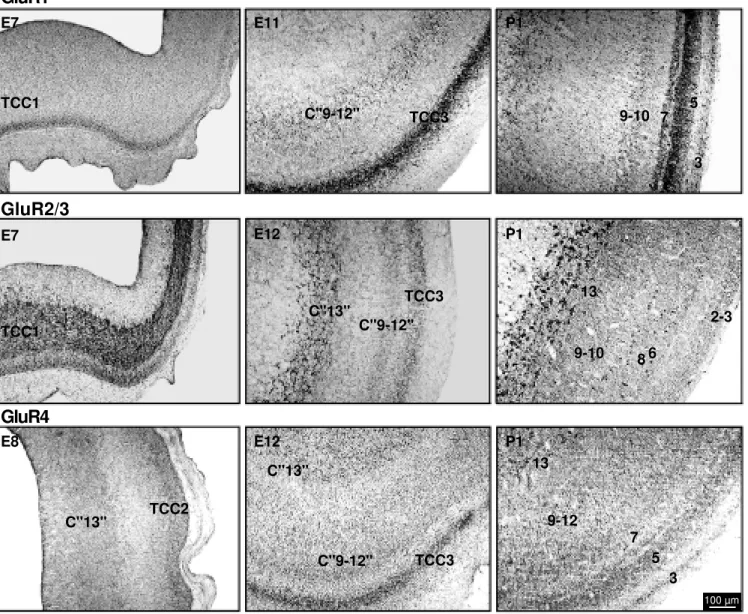 Figure 2. Digital images of the embryonic chick optic tectum show ing some temporal changes of immunoreactivity for the glutamate receptor subunits GluR1, GluR2/3, and GluR4