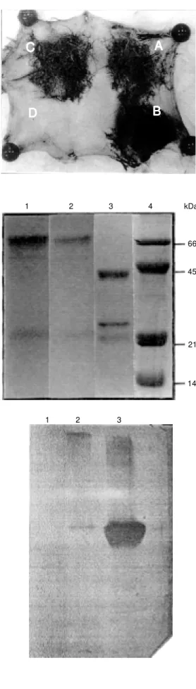 Figure 4. CPSM V-specific serum antibody (IgG1) response of mice detected by passive cutaneous anaphylaxis (PCA)