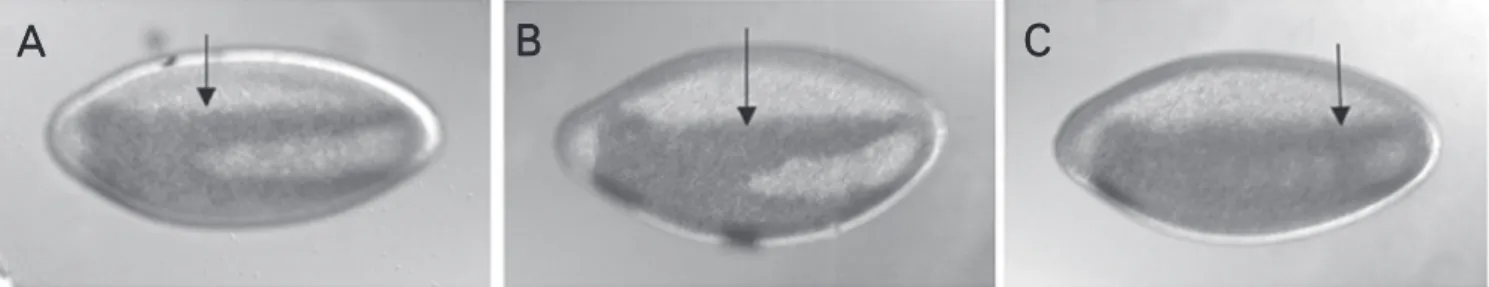 Figure 2. Embryonic phenotypes generated by activated Hop are variable. Blastoderm stage embryos were collected from hop[Tum]; dl[15]/+ mothers and processed for in situ hybridization with a vnd probe