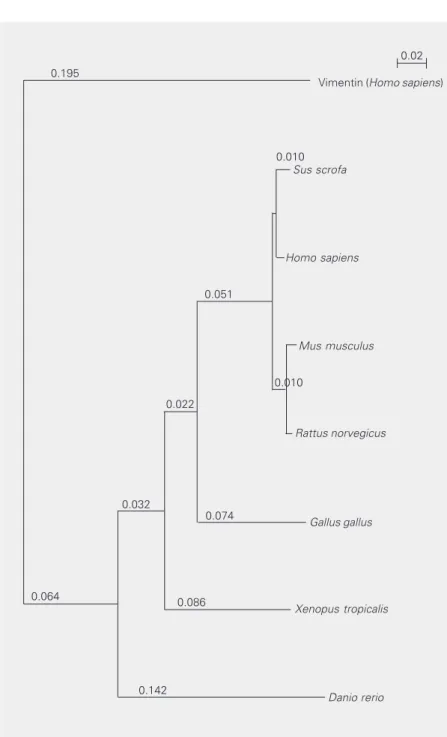 Figure 1. Phylogenetic relationships of desmin from several animals. Multiple sequence alignments were generated following the alignment of the human gene using the CLUSTALX software
