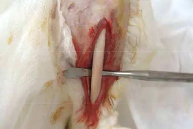Figura 1 – Acesso cirúrgico à cortical superior da tíbia do coelho. 