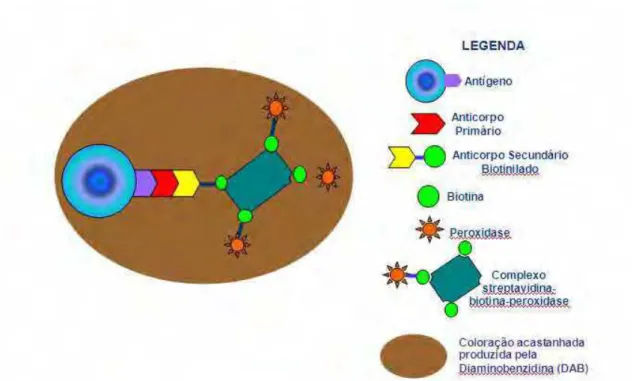 Figura 9 – Método de detecção da imunoperoxidase, utilizando-se o complexo  Streptavidina-biotina para a amplificação do sinal da reação e a Diaminobenzidina  (DAB) para coloração