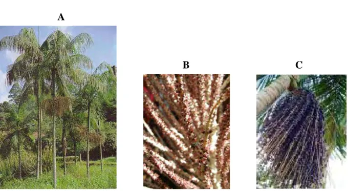 Figura 1.  Aspecto  geral  da  palmeira Juçara (A); detalhe da floração (B); detalhe da  frutificação (C)