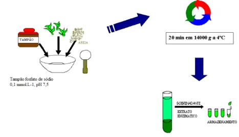 Figura 6. Esquema da técnica da extração enzimática. 