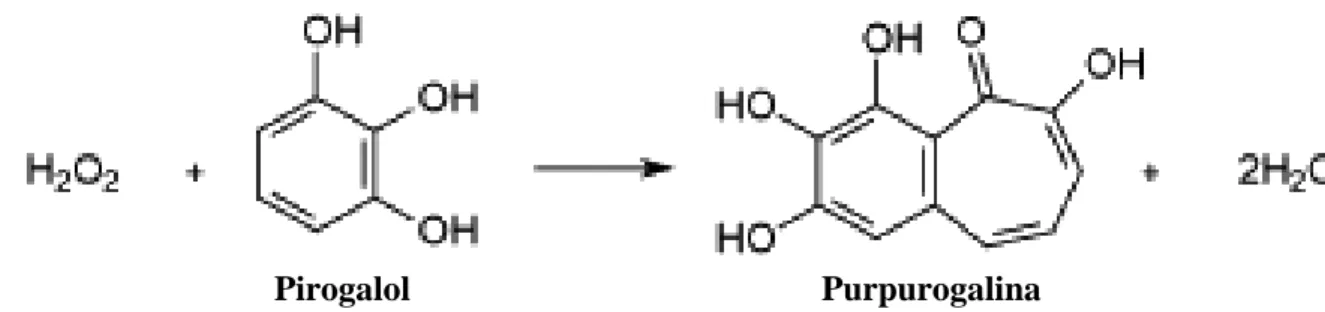 Figura 8. Reação catalisada pela peroxidase, com a utilização de pirogalol como substrato