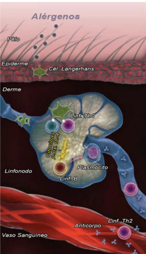 Figura  2.  Esquema  ilustrativo  do  processo  de  sensibilização  na  DAC.  As  células  de  Langerhans  capturam  e  processam  os  alérgenos,  para  os  apresentarem  aos  linfócitos  T  auxiliares  imaturos  (Linf