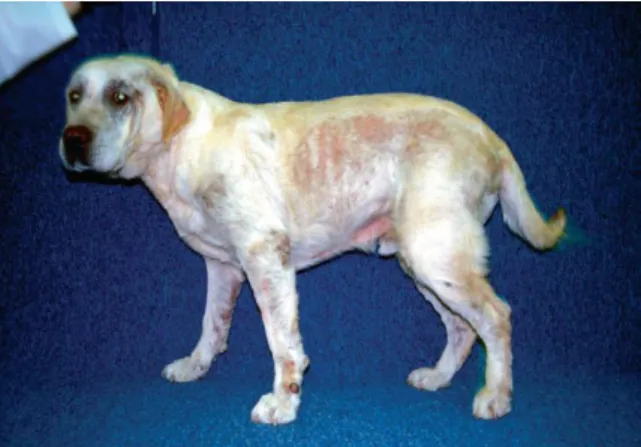 Figura  16.  Alopécia,  eritema  e  escoriações  na  face,  extremidades  e  flanco  num  cão  atópico  com  sintomatologia subtil (Hnilica 2010)