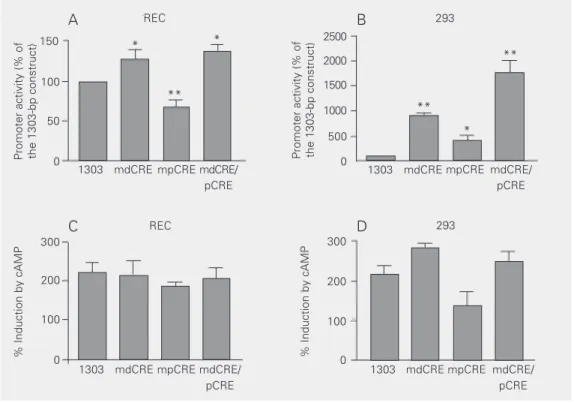 Figure 5. Role of the cAMP-responsive elements dCRE and pCRE in basal and cAMP-induced transcription in endothelial and renal cells