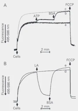 Figure 3. Effect of ATP and BSA (A) or LA (B) on mitochondrial
