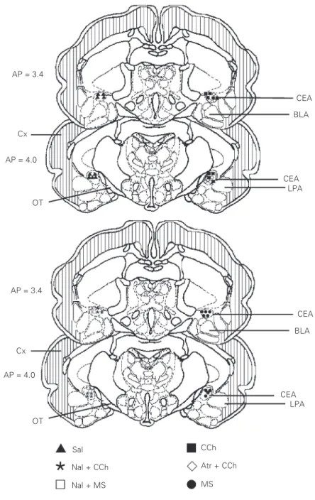 Figure 3. Schematic drawing of frontal sections obtained from representative levels of the guinea pig amygdala