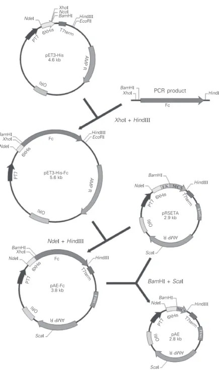 Figure 2. Diagrammatic representation of the construction of the pAE plasmid. Fc is the tetanus toxin fragment C.