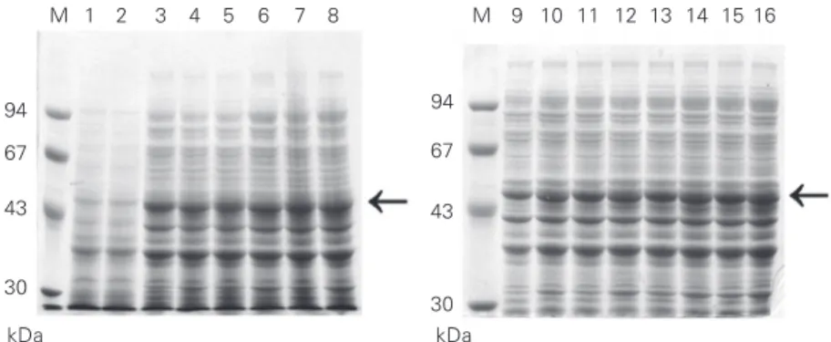 Figure 4. SDS-PAGE analysis of recombinant fragment C (50 kDa) expressed in Escherichia coli  BL21 (DE3) after IPTG induction