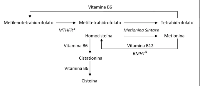 Figura 1  – Metabolismo da homocisteína.  