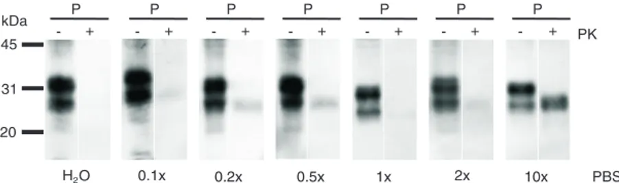 Figure 3 demonstrates the effect of ionic strength on the PK resistance of pressurized PrP Sc 