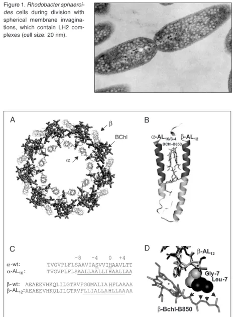 Figure 1. Rhodobacter sphaeroi- sphaeroi-des cells during division with spherical membrane  invagina-tions, which contain LH2  com-plexes (cell size: 20 nm).
