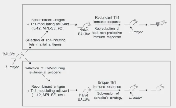 Figure 1. Schematic illustration of a common sense Th1  strat-egy (upper box) and an  unortho-dox Th2 alternative protocol (lower box) of antigen discovery/