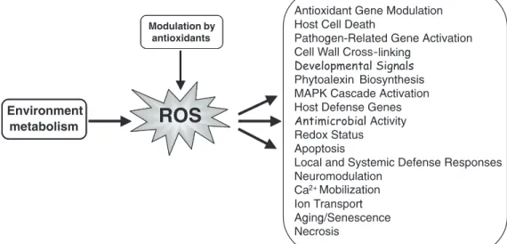Figure 7. Scheme showing some of the useful pleiotropic roles of reactive oxygen species (ROS) known to occur in most higher organisms, indicative of the fact that ROS are not always harmful to cells