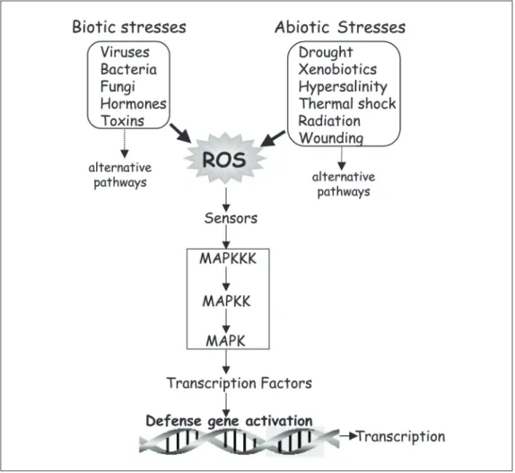 Figure 9. Convergence of vari- vari-ous biotic and abiotic stress stimuli onto mitogen-activated protein kinase (MAPK)  path-ways via reactive oxygen  spe-cies (ROS) as a common factor, leading to activation of  antioxi-dant defense genes