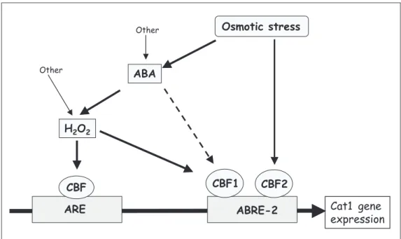 Figure 10. Schematic represen- represen-tation of the possible signal transduction pathways of Cat1 gene expression in response to the plant hormone abscisic acid (ABA) and osmotic stress in maize