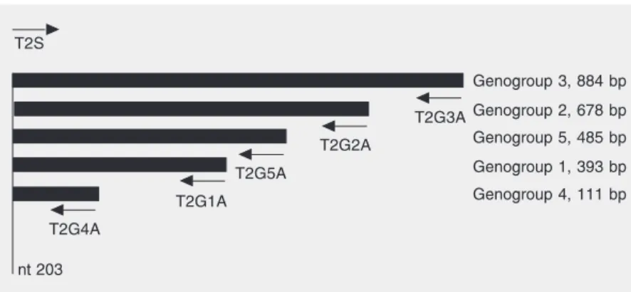 Figure 1. Localization of the oligonucleotides used for multiplex PCR on the Torque teno virus (TTV) genome and size of the products generated