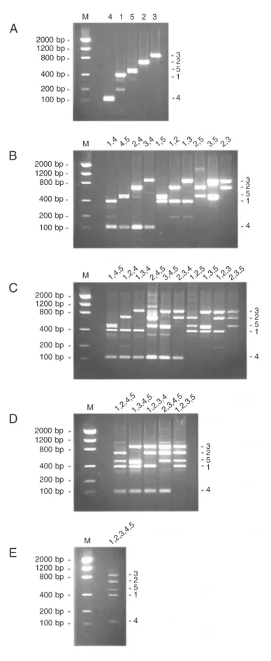 Figure 3. Agarose gel (2%) electrophoresis of multiplex PCR products. Each PCR assay was performed with five different plasmids (phylogenetic groups 1-5)  to-gether with one sense and one (A), two (B), three (C), four (D), or five (E) antisense oligonucleo