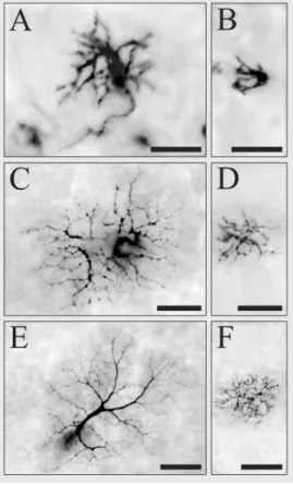 Figure 1 shows examples of M and P gan- gan-glion cells labeled retrogradely with  Biocy-tin at different eccentricities in a marmoset retina