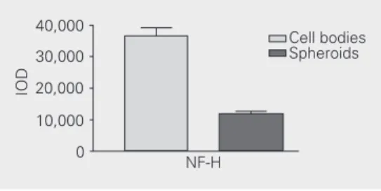 Figure 3. Quantitative analysis of neurofilament heavy (NF-H) subunit on axonal spheroids compared to  im-munostaining of this subunit in the cell bodies