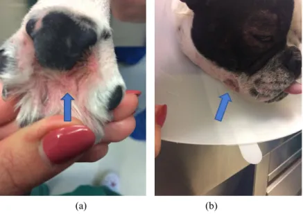 Figura  1.  Dermatite,  alopecia,  eritema  na  zona  interdigital  (a)  e  facial  (b)  num  Bulldog  com  Alergia  Alimentar, representado com setas azul (fotografia gentilmente cedida pelo Hospital Veterinário de  Trás-Os-Montes).