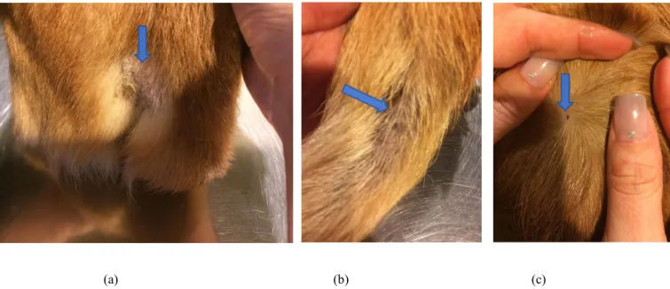 Figura 8.   Kiko, macho castrado, caso#1, apresenta crostas na zona perianal (a), zonas de alopecia e eritema  nos  membros  (b),  presença  de  uma  pulga  (c)