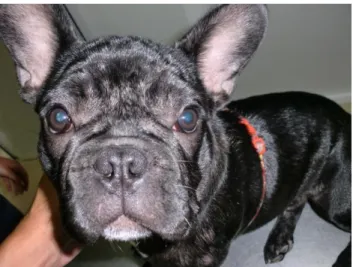 Fig. 2 – Bulldog francês com diagnóstico de sarna  demodécica juvenil localizada. Lesões alopécicas na  face