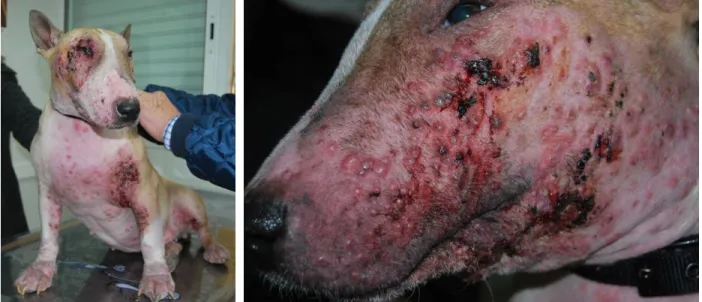 Fig. 4 – Aspetos de pormenor em Bull terrier com lesões faciais resul- resul-tantes da sarna demodécica gerenaralizada
