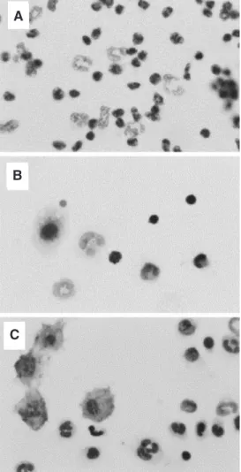 Figure 4. Mouse peritoneal leu- leu-kocytes (hematoxylin staining).