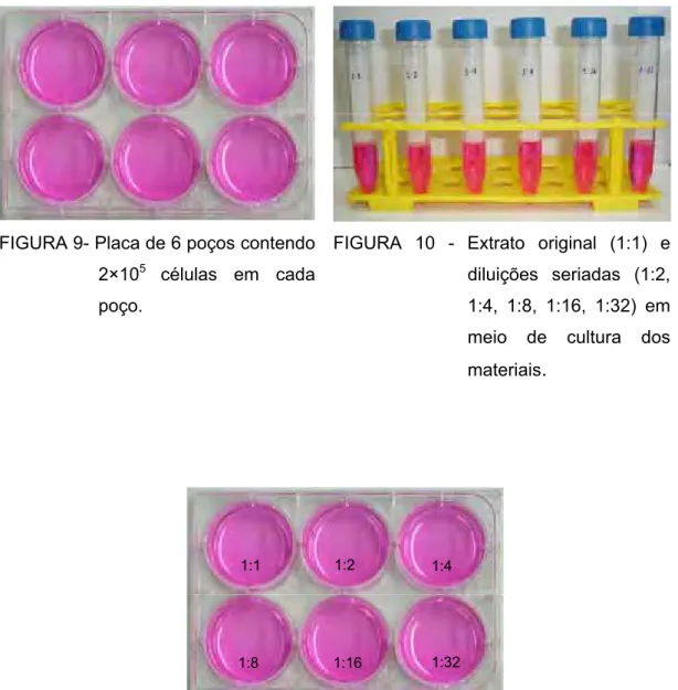 FIGURA 9- Placa de 6 poços contendo  2×10 5  células em cada  poço. 