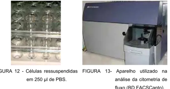 FIGURA 12 - Células ressuspendidas  em 250 l de PBS.