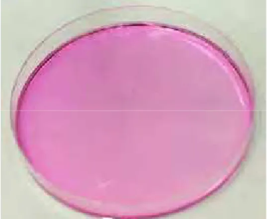 FIGURA 15 –  Placas de cultura celular (145 mm de diâmetro) contendo 2,5 x 10 5 células