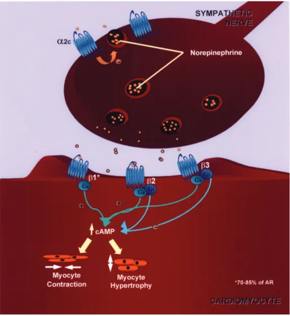 Figure 1. Representation of a synaptic gap with the main components of the cardiac  adre-nergic signaling