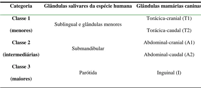 Tabela 1 – Classificação comparativa entre as glândulas salivares humanas e as glândulas  mamárias caninas, segundo o tamanho das mesmas