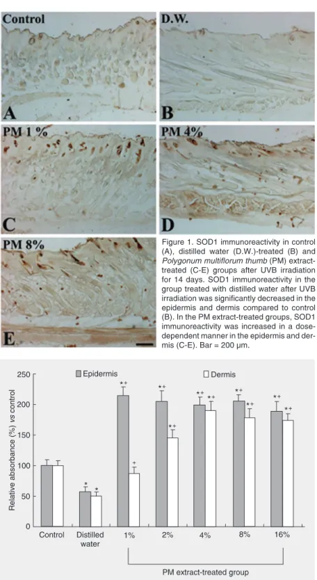 Figure 1. SOD1 immunoreactivity in control (A), distilled water (D.W.)-treated (B) and Polygonum multiflorum thumb (PM)  extract-treated (C-E) groups after UVB irradiation for 14 days
