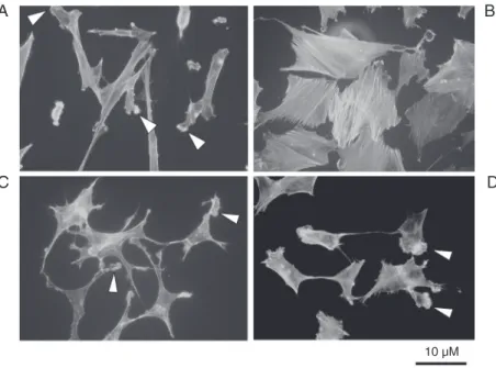 Figure 3. Detection of fluorescent phalloidin-actin in the cytoskeleton of SK-N-SH cells under different experimental conditions