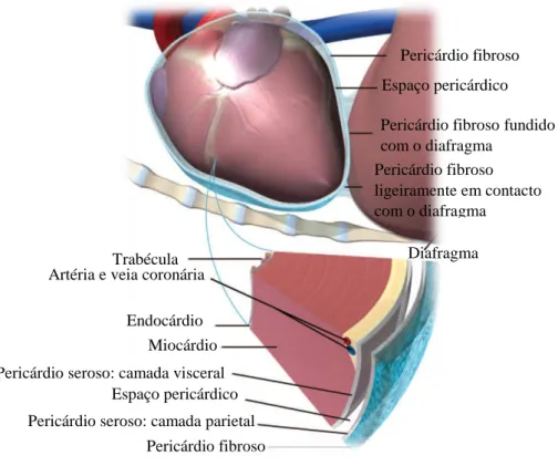 Figura 1- Ilustração das várias camadas do pericárdio e de como está ligado ao coração (Adaptado de Campbell,  2006)