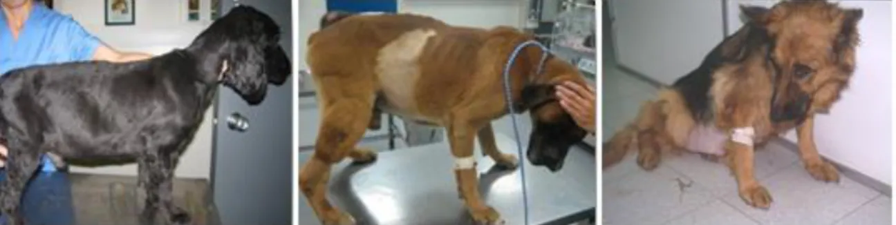 Figura 6: Cães com ascite (imagens gentilmente cedidas pelo Hospital Veterinário de Mollins)