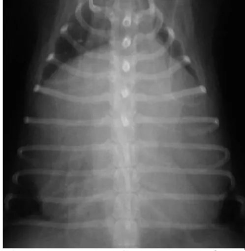 Figura 10: Eletrocardiograma (25mm/s) de um cão com derrame de pericárdio onde é  visível (seta) a presença de alternância elétrica (imagem gentilmente cedida pelo  Hospital Veterinário de Mollins)