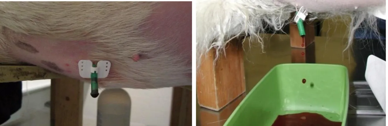 Figura 17: Pericardiocentese num cão, onde é  possível observar líquido do tipo hemorrágico  (imagem gentilmente cedida pelo Hospital  Veterinário de Mollins)