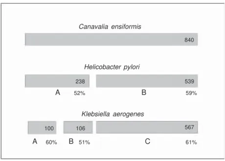 Figure 1. Schematic structure of ureases. Plant ureases such as the jack bean (Canavalia ensiformis) enzyme have a single subunit while bacterial ureases have two (Helicobacter pylori) or three (Klebsiella aerogenes) subunits